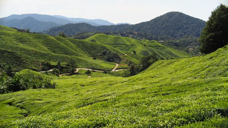 Tempat Wajib Pergi Ketika Bercuti di Cameron Highlands