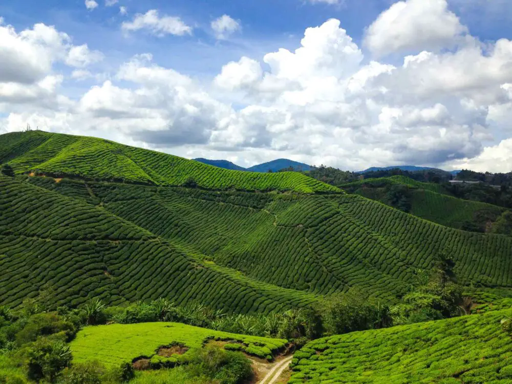 You are currently viewing 3 Ladang Teh Popular Di Cameron Highlands