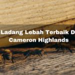 3 Ladang Lebah Terbaik Di Cameron Highlands Untuk Anda Kunjungi