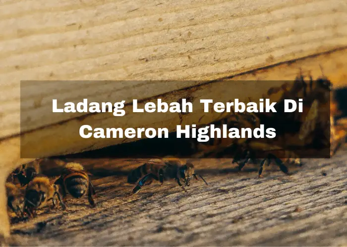 You are currently viewing 3 Ladang Lebah Terbaik Di Cameron Highlands Untuk Anda Kunjungi