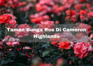 Read more about the article 3 Taman Bunga Ros Di Cameron Highlands – Peminat Bunga Ros Kena Pergi!