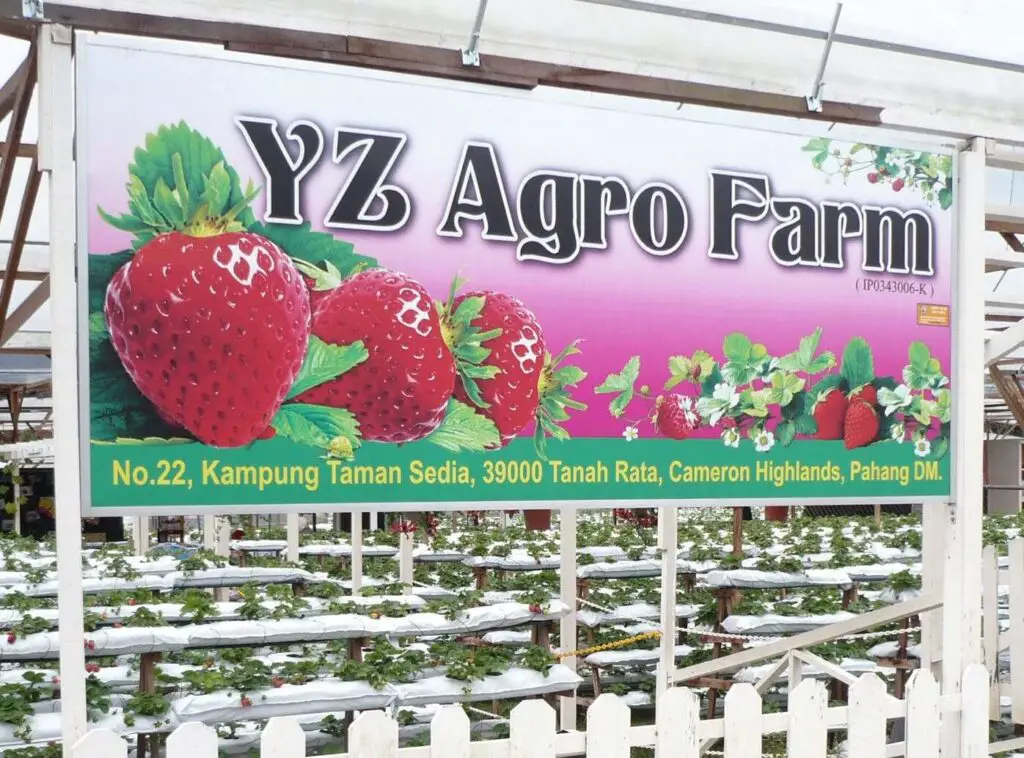 YZ Strawberry Farm and Cafe